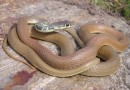 Dahls Whipsnake ( Coluber najadum ) ©  Pandion Wild Tours